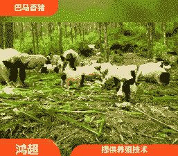 南充野香猪仔价格