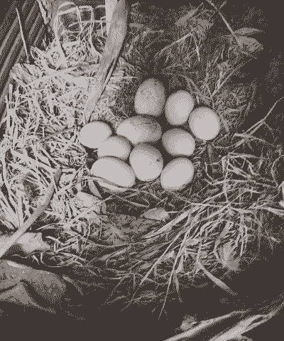 土鸡蛋养殖模式是什么样的