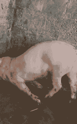 母猪产后不食站不起来