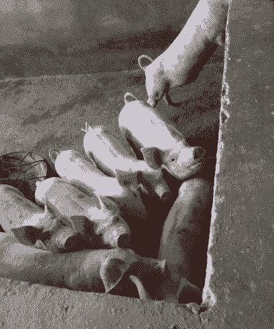 缅甸本地猪仔价格多少