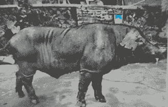 莆田大猪仔的价格