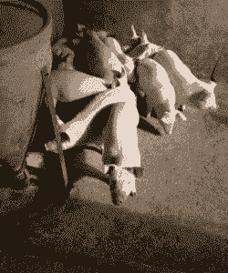 贵州小猪仔的价格