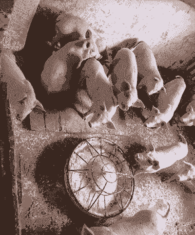 贵州绥阳猪仔价格多少