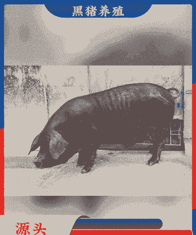 黑猪仔多少价格头