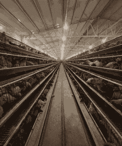 华州土鸡蛋养殖场在哪里