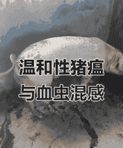 母猪产后就出现猪瘟