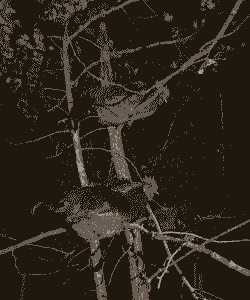 养土鸡养殖场种什么树好