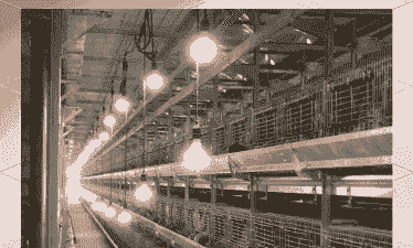 土鸡养殖灯光要求标准是多少