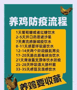 土鸡养殖场怎么预防病毒