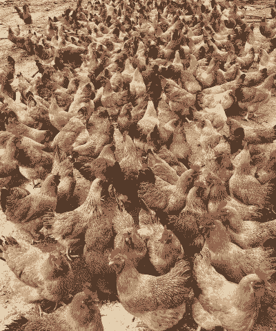 柳州沙塘土鸡养殖户有多少