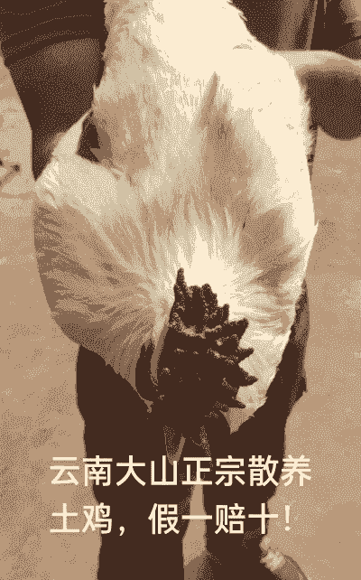 云南省土鸡养殖户有多少