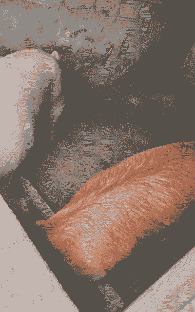 黄毛猪仔猪价格