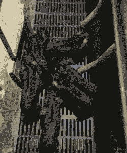 烟台黑猪猪仔价格