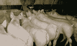 山东小猪仔最新价格