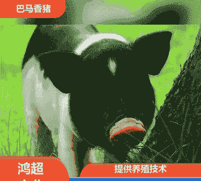 雅安巴马香猪仔价格