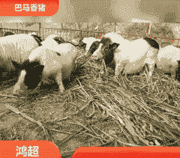 香猪猪仔的价格