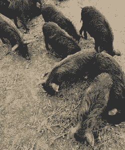 香猪仔猪价格多少