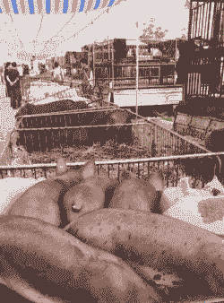 临沂莒南猪仔价格多少