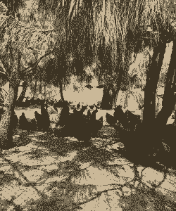 武定县有土鸡养殖场吗