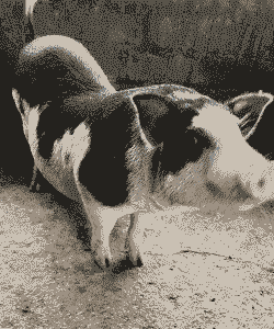 海南五脚猪仔价格