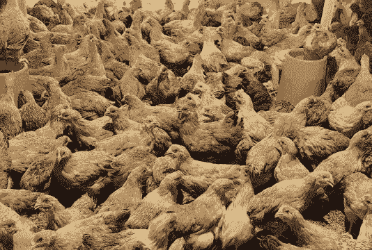 灵山土鸡小鸡养殖周期多长时间