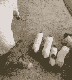 求购香猪猪仔价格