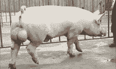 安康猪仔出售最新价格