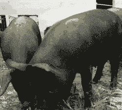 黑土猪猪仔什么价格