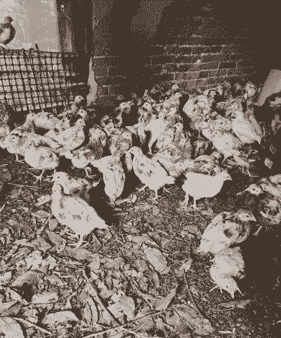 土鸡养殖产蛋多少一斤啊