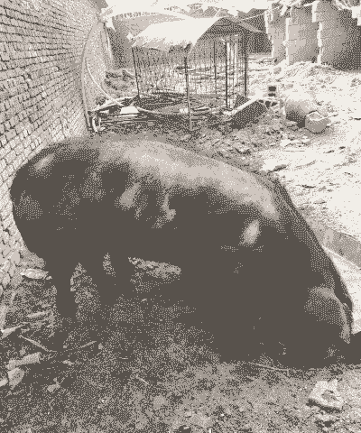 正宗烟台黑猪仔价格