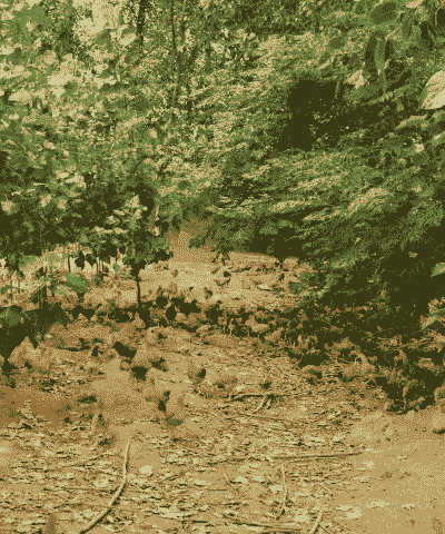 庙村散养土鸡养殖基地在哪里