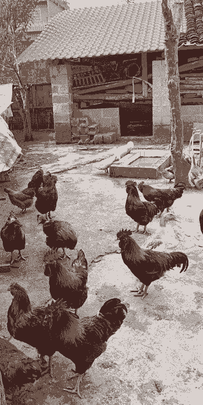 养殖家禽散养土鸡农村能养吗