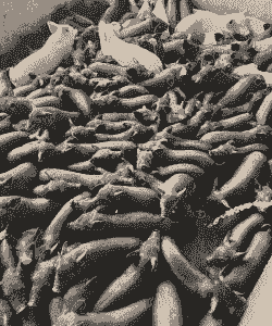 北海猪仔什么价格