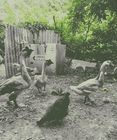 散养土鸡与鹅养殖区别是什么