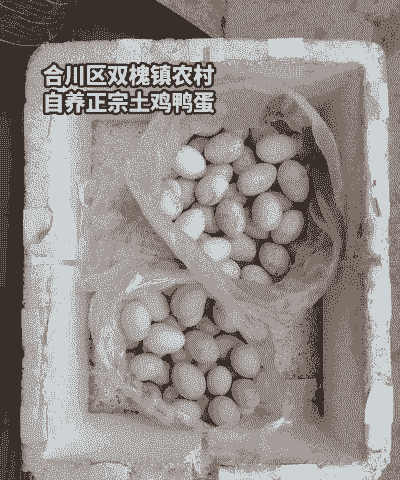 合川区双槐土鸡养殖场在哪里