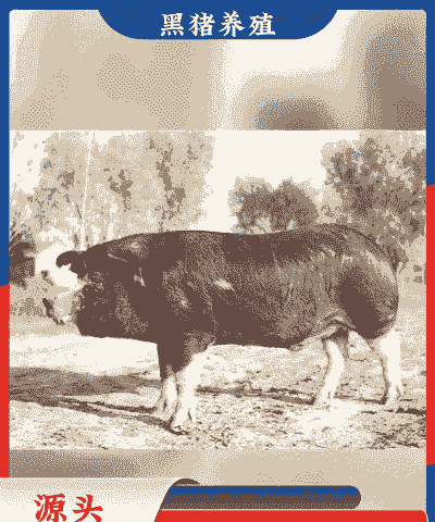 广东本地小猪仔价格