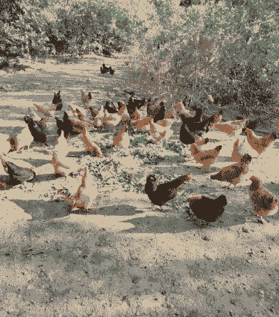 涟源市本地土鸡养殖场在哪里