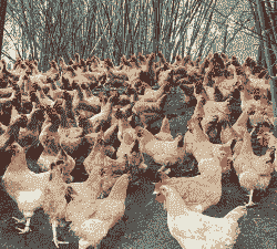 三棵树养殖土鸡怎么样啊