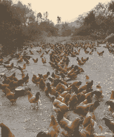 三水土鸡养殖场在哪里啊