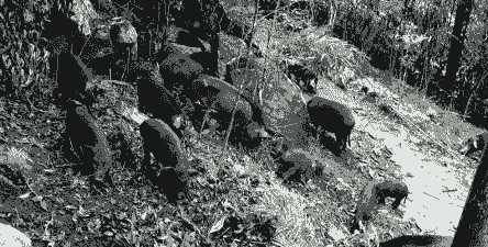 藏香猪仔猪的价格