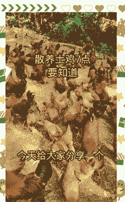 土鸡的养殖成本和利润大概是多少