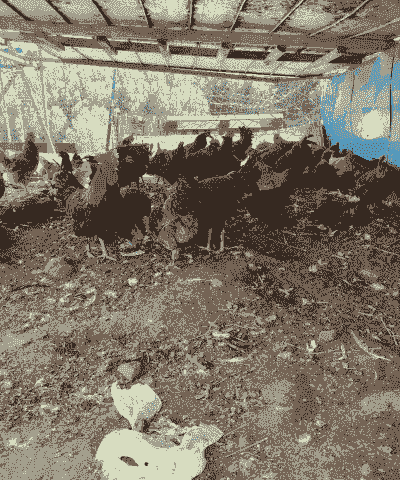 上党区土鸡养殖场在哪个位置