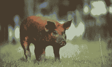 杜洛克猪仔价格多少