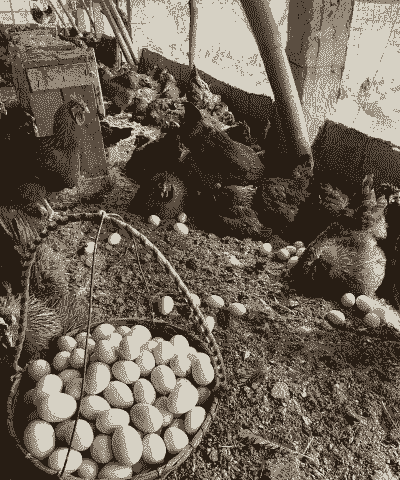 去养殖场捡土鸡蛋可以吗