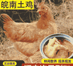 土鸡养殖怎么让皮更黄一些