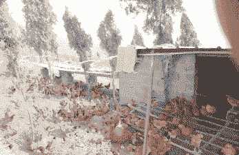 土鸡养殖场建棚好不好呢