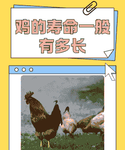 散养土鸡的养殖周期一般是多久