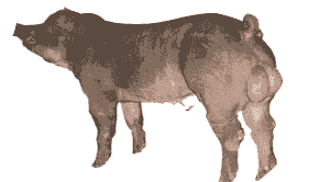 太湖母猪仔猪价格