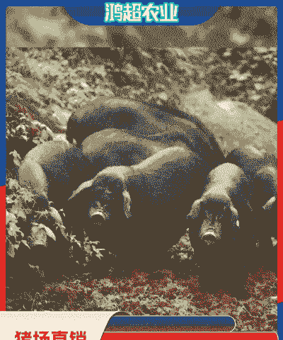 太湖黑猪仔苗价格