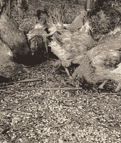 土鸡养殖一个月多少斤肉